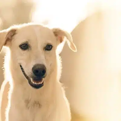 chien