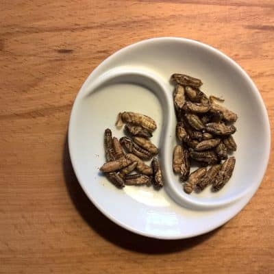 manger des insectes
