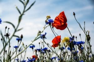 veganisme biodiversité